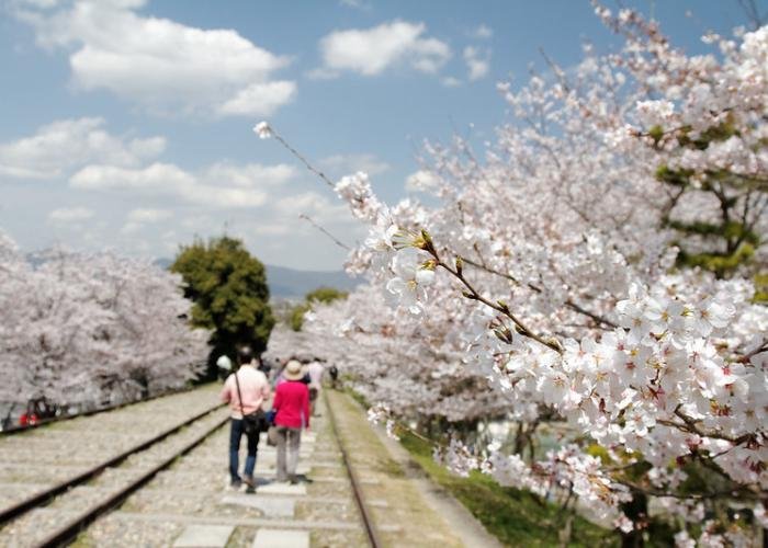 Kyoto Keage Incline, old train track route lined with blooming cherry blossoms