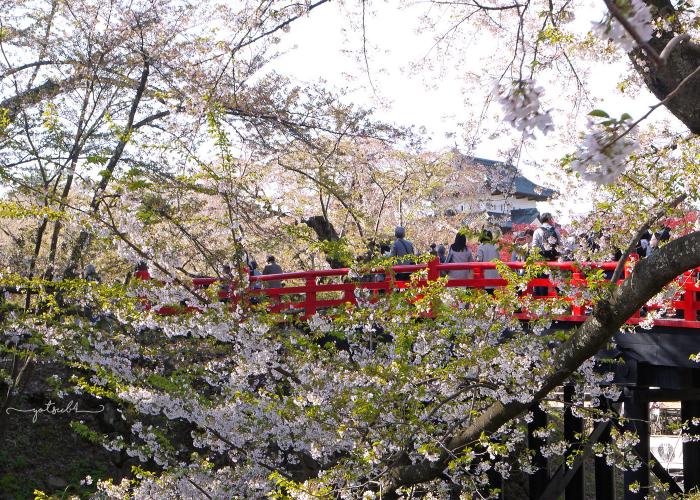 Cherry blossoms blooming over a red bridge in Yanaka