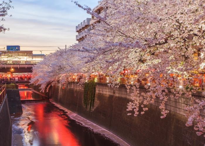 cherry blossom festival in Nakameguro