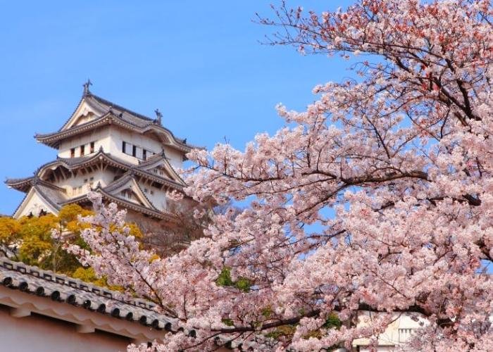 Osaka Castle surrounded by blooming cherry blossom