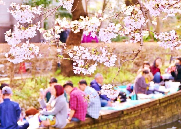 People enjoying a picnic by the riverside, under the blooming cherry blossom trees