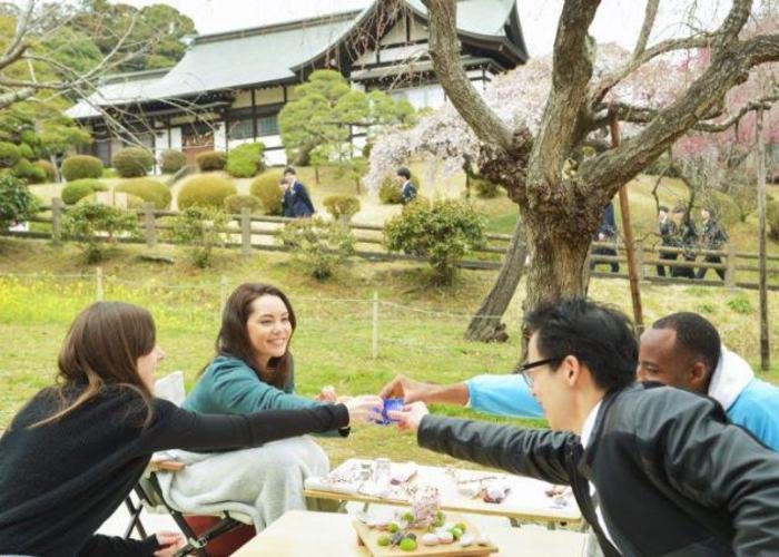 Hanami picnic at shrine in Miyagi, people clink their sake classes under the blooming cherry blossoms