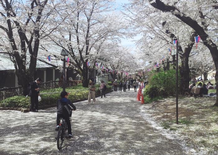 Path at Asukayama Park lined with sakura trees