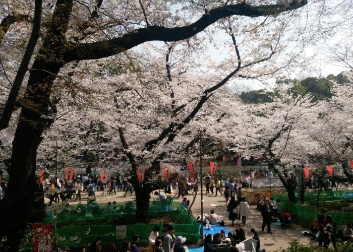 People picnic under the sakura trees at Ueno Park
