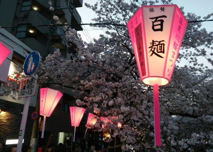 Pink lanterns and cherry blossoms along the Meguro River