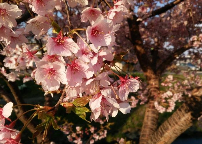 Japanese cherry blossom tree in bloom
