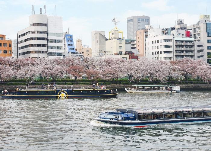 Yodo River with steam boat replicas and blossomed sakura cherry trees at ots banks