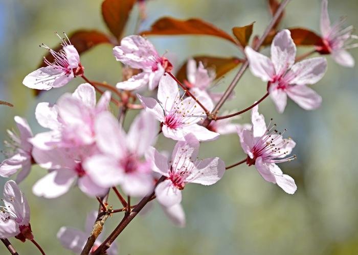 Japanese plum blossoms in full bloom