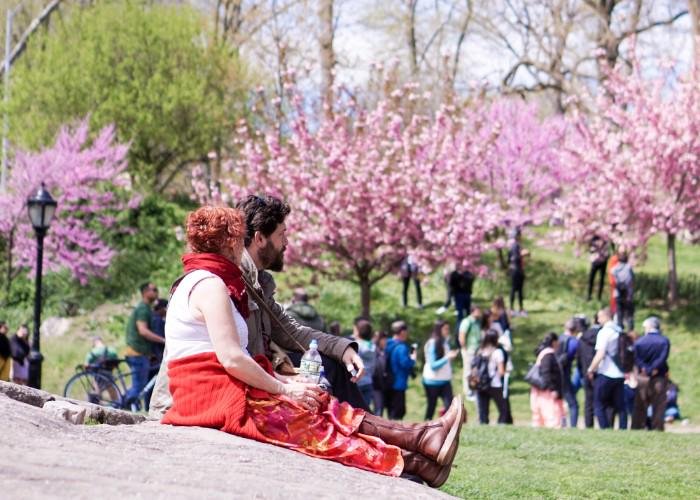 A couple sits at a cherry blossom picnic spot, gazing at the blooming trees