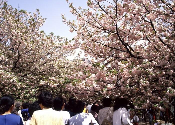 A trail lined with blooming cherry blossoms at the Osaka Mint