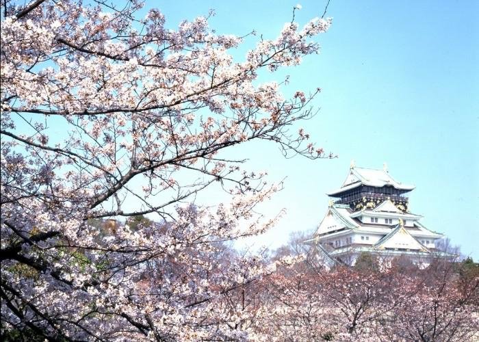 Osaka Castle surrounded by blooming cherry blossoms