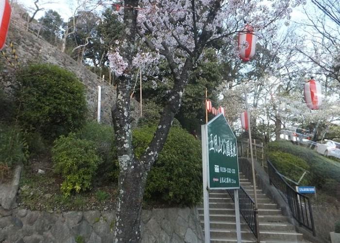 Satsukiyama Park cherry blossom viewing spot in Osaka with hanging lanterns and blooming pink sakura