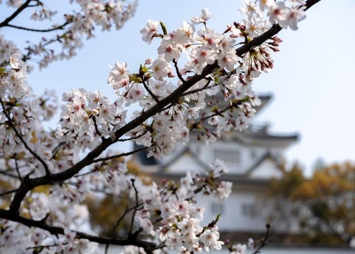 Close-up of Japanese cherry blossoms int he foreground with Kishiwada-jo Castle in the background