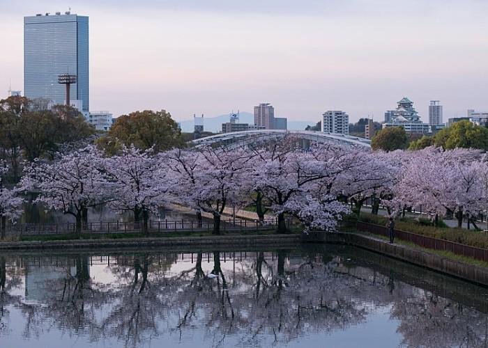 Cherry Blossoms at Kema Sakuranomiya Park, reflected in the water, with Osaka Castle in the background