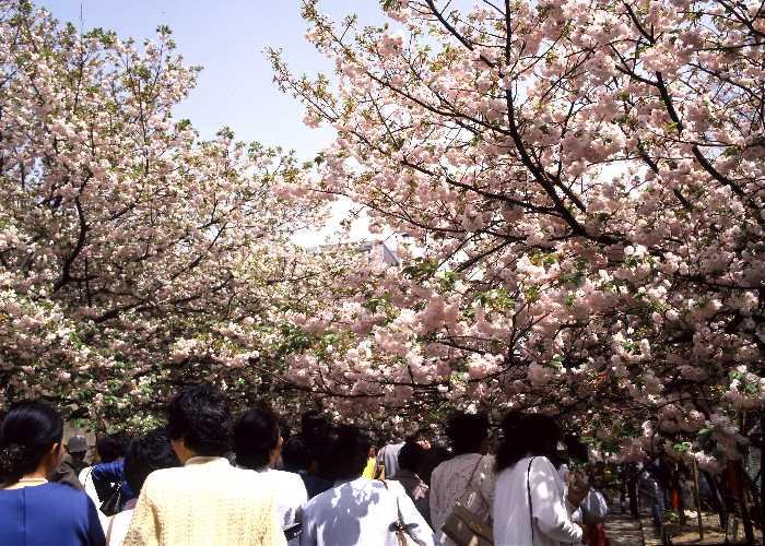 Passage way under blossomed sakura trees