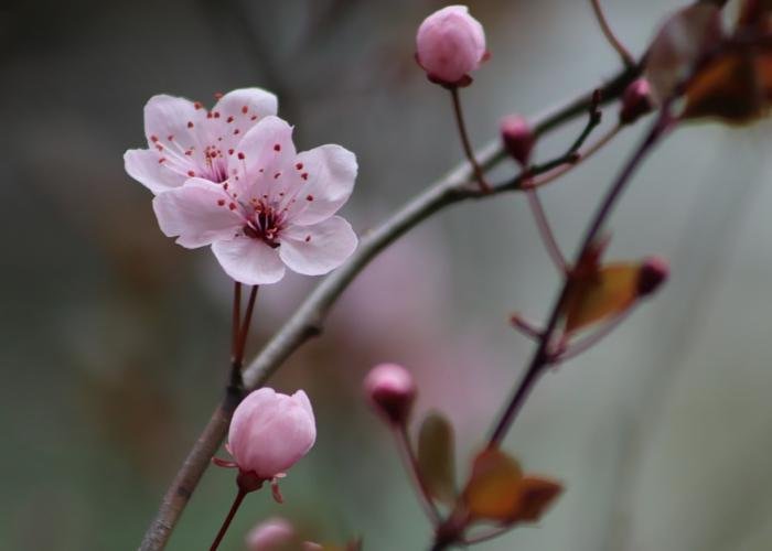 Close up of ume plum blossom with blurred background