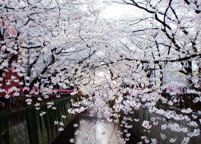 View of the Meguro River shrouded by blooming cherry blossoms