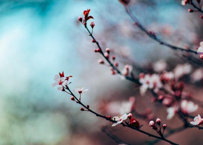 Cherry blossoms against a blurred background