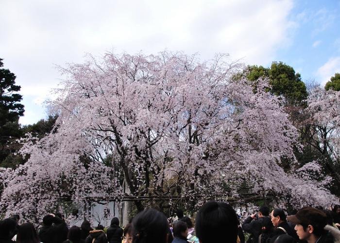 Blooming Sakura at Rikugien Park in Tokyo