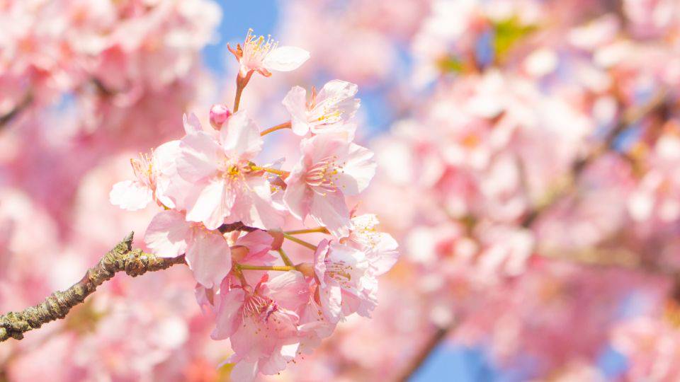 Hay diferentes variedades de sakura en Jap&oacute;n