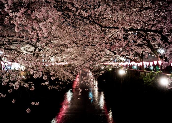 Meguro River Cherry Blossoms at Night