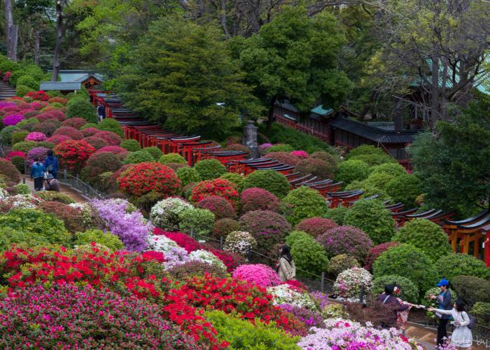 Flowering azaleas at Nezu Shrine