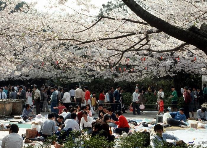 People picnicking under the cherry blossoms
