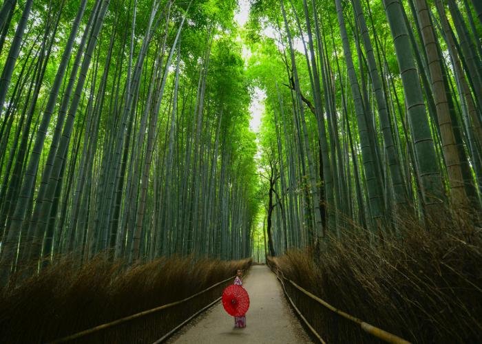 A forest of tall bamboo stalks in Arashiyama with a path through the middle, on which a woman is walking. 
