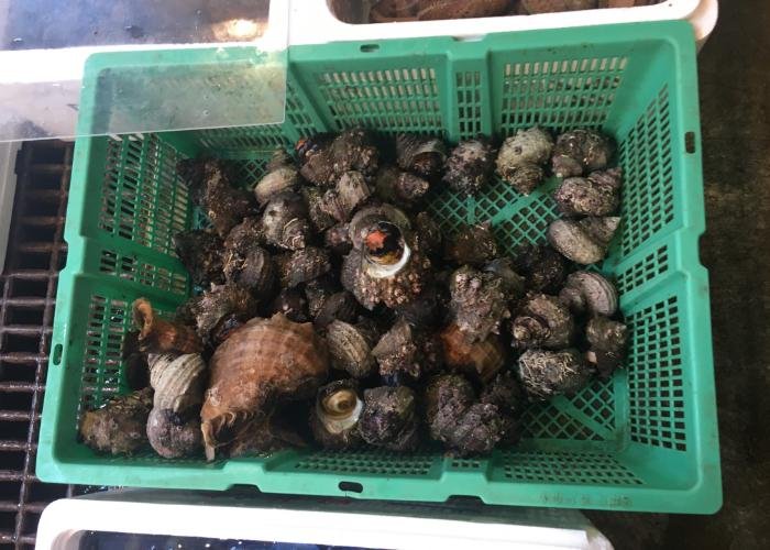 Plastic box of sea snails at Osaka Kizu Market