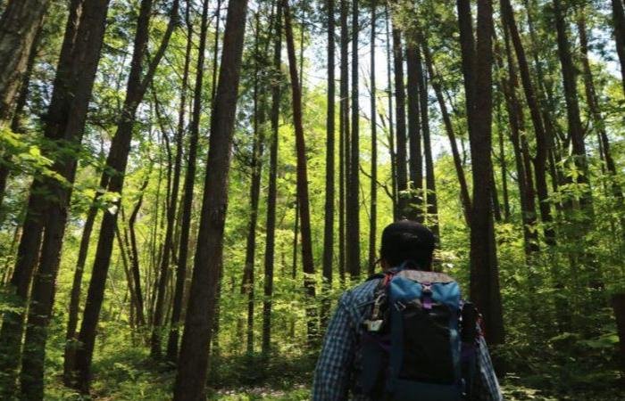 Man hiking in blue parka and backpack in the forest with tall trees