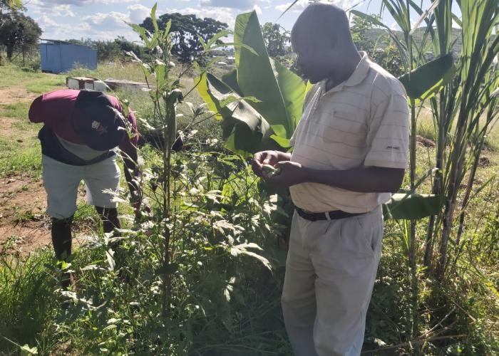 Two men stand in a vegetable field