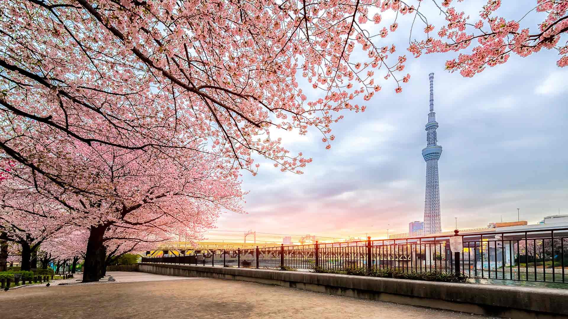 Where to See Cherry Blossoms in Tokyo byFood