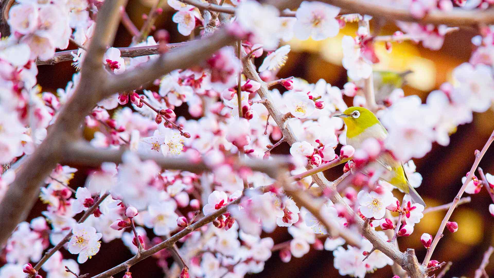 How to Tell the Difference Between Peach, Plum, & Sakura Blooms 