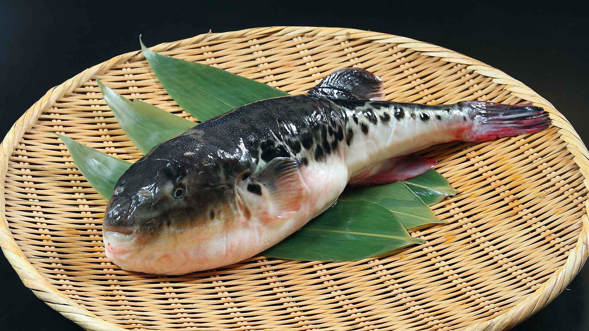 fugu poisonous parts