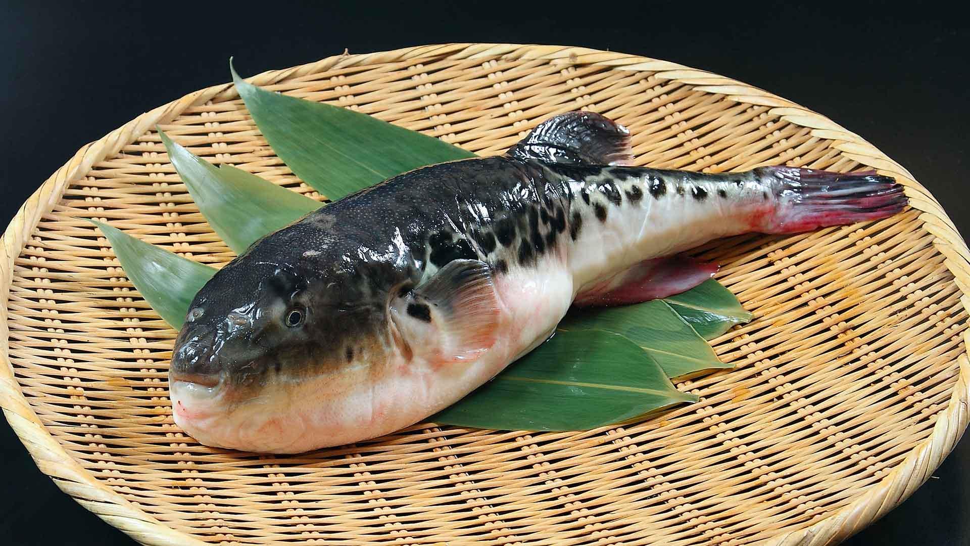 Eating Fugu: Japan's Poisonous Pufferfish
