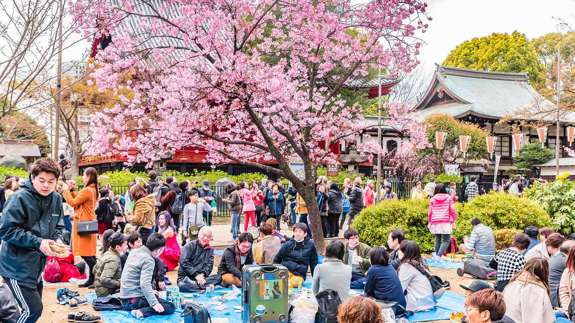 Cherry Blossom Viewing Guide What to Eat at Hanami byFood