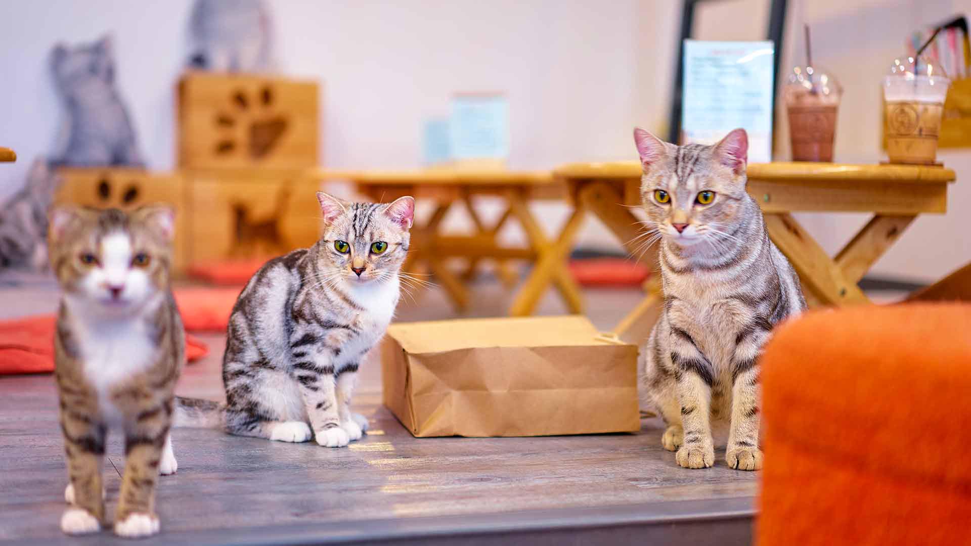 food blag: Pay as you stay with Kitties in Electric Town! Cat Cafe Mocha,  Akihabara Tokyo Japan