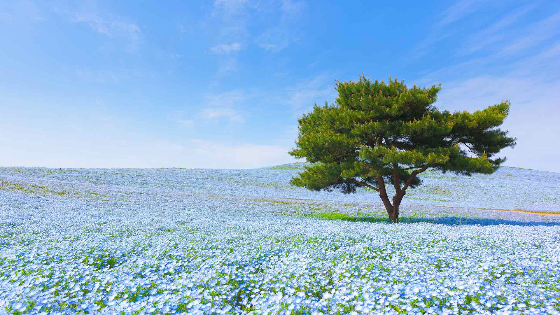 Image Slider