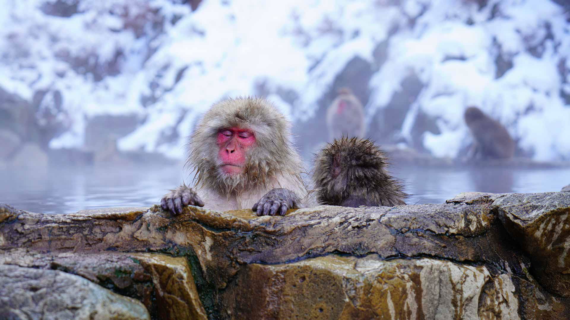 Snow monkeys soaking in hot spring in Nagano's snowy landscape