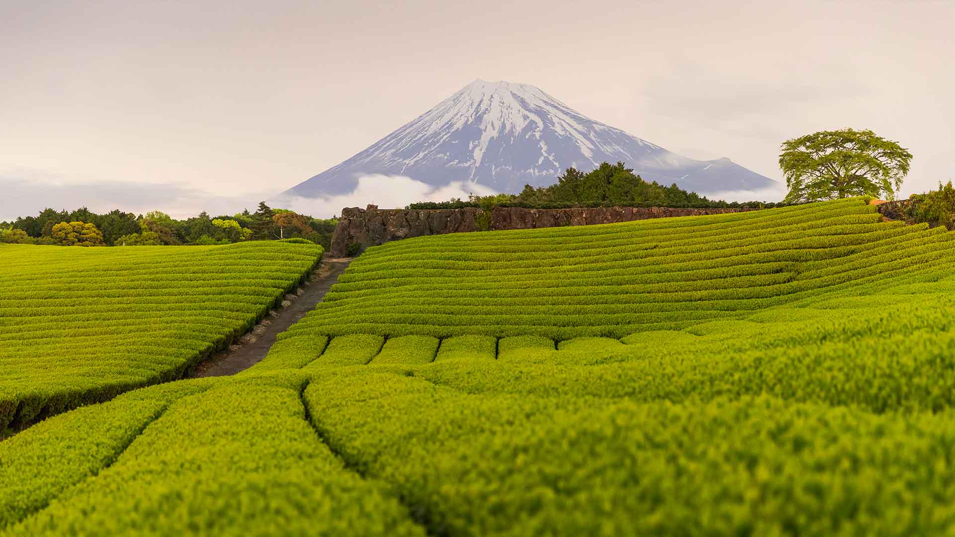 What to Eat in Shizuoka: Japan's Riviera