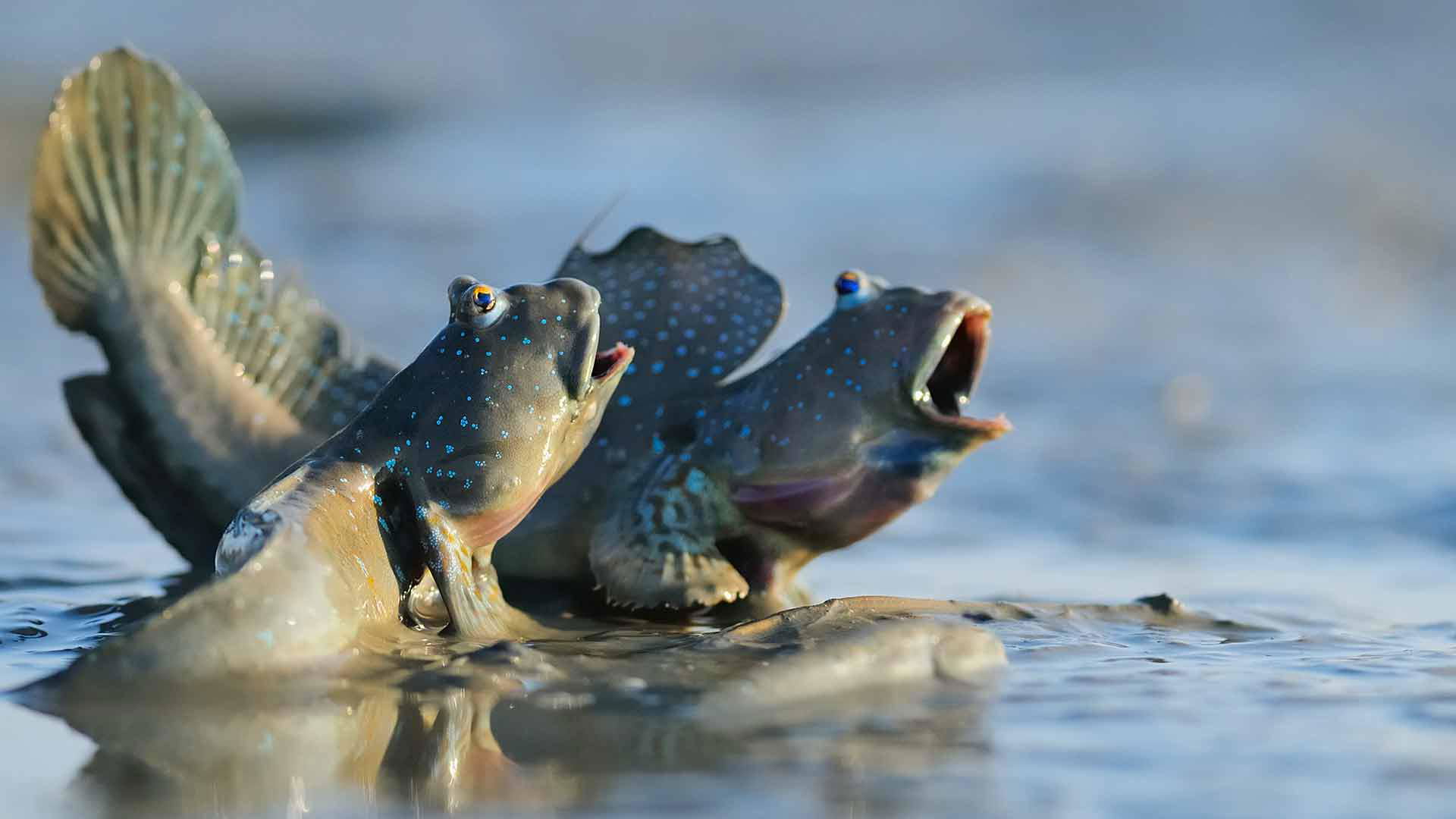 Image Slider
