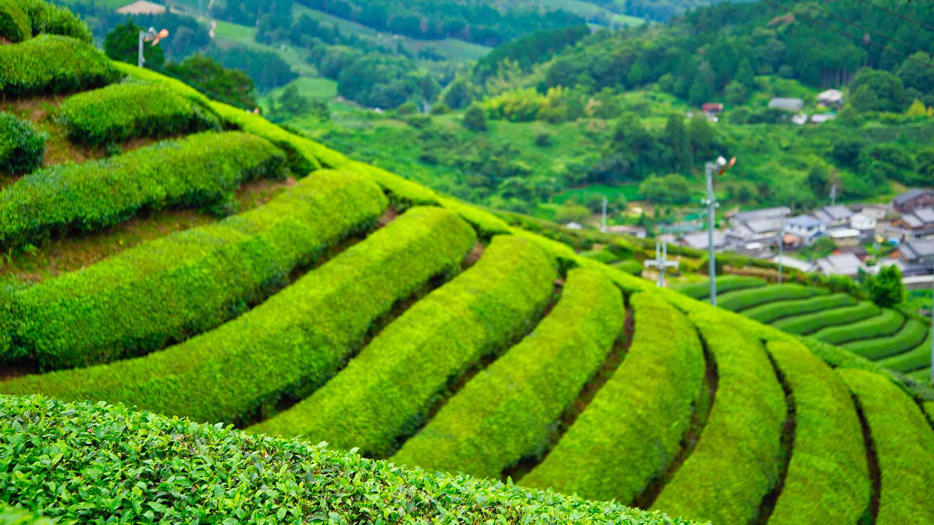Kyoto Obubu Tea Farm Tour Experience byFood
