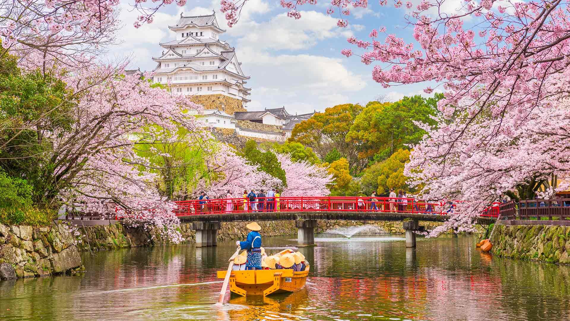 How to Celebrate Cherry Blossom Season in Japan
