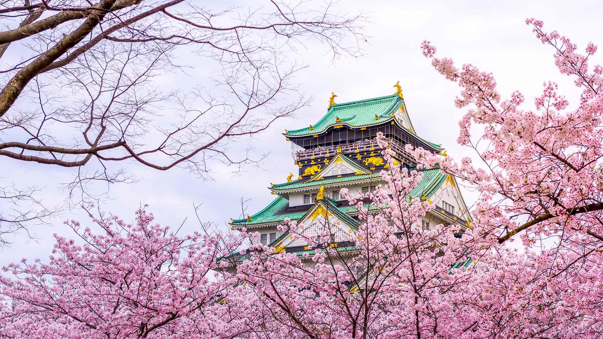 Sakura Guide 10 Places To See Cherry Blossoms in Osaka byFood