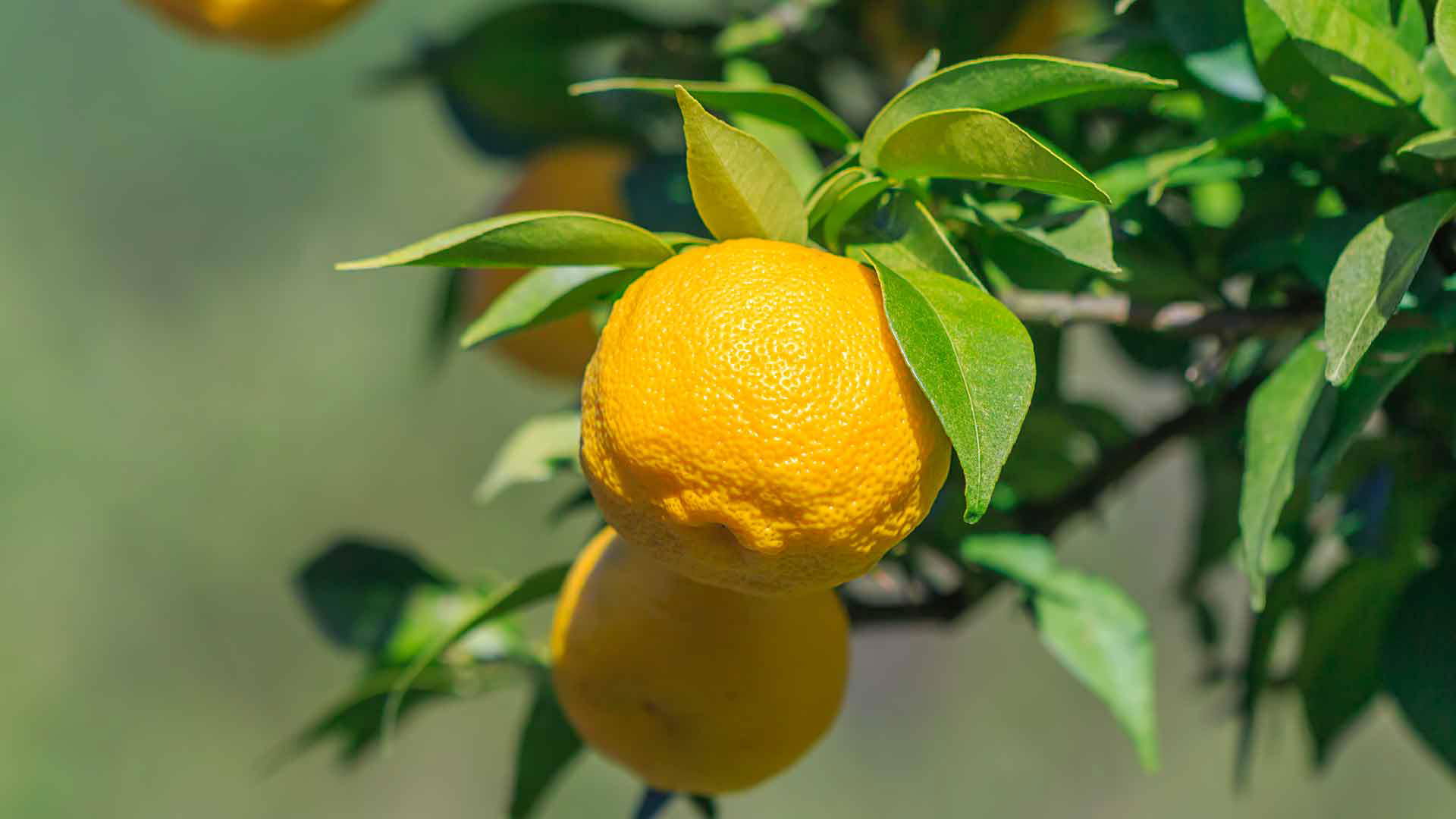 Japanese Yuzu: The Nation's Favorite Citrus Fruit