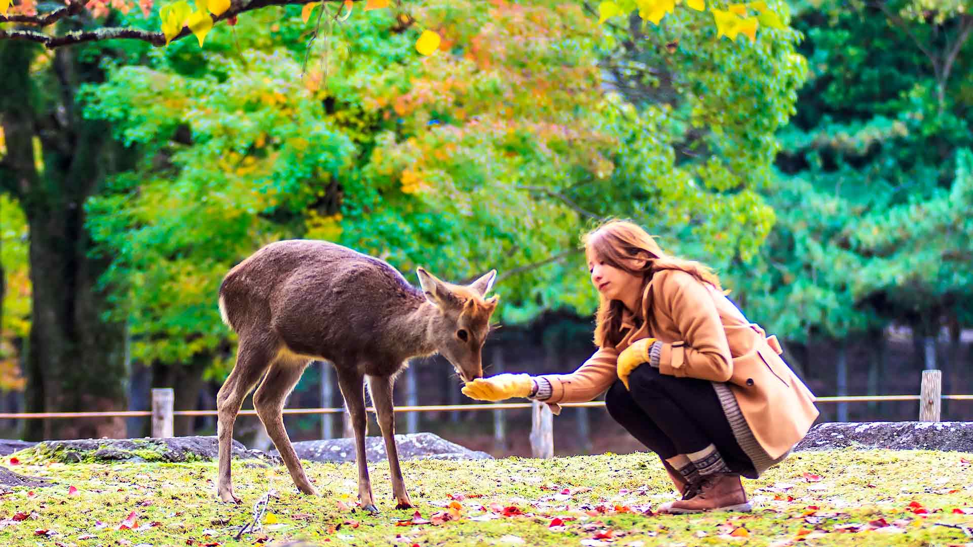 10 Singaporean Travel Bloggers Featuring Japan | byFood